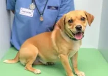 castração gratuita de cães e gatos
