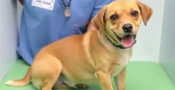 castração gratuita de cães e gatos