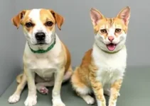 castração gratuita de cães e gatos em Sorocaba