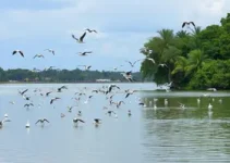 patos e gansos