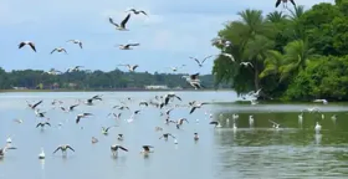 patos e gansos