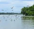 patos e gansos