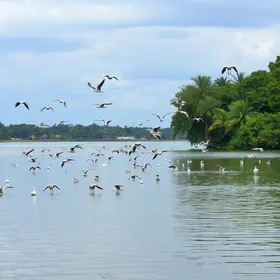 patos e gansos
