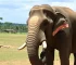 elefante Sandro