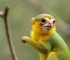 Sagui do Fórum de Sorocaba
