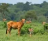 animais silvestres em Sorocaba