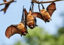 Câmara Municipal de Sorocaba