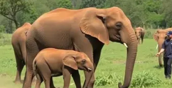 elefante Sandro