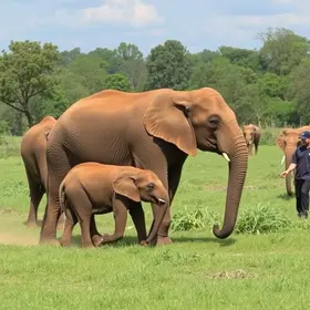elefante Sandro