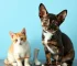 castração gratuita cães gatos Sorocaba