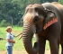 elefante Sandro